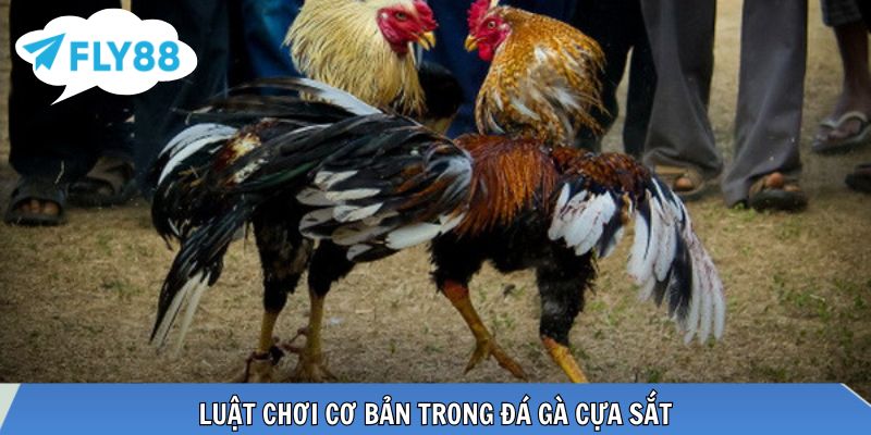 Luật thi đấu rõ ràng giúp trận đấu công bằng, minh bạch