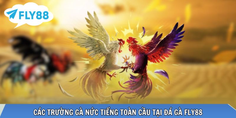 Trận đấu từ các trường gà nổi tiếng toàn cầu