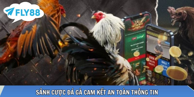 Sảnh cược đá gà cam kết an toàn thông tin