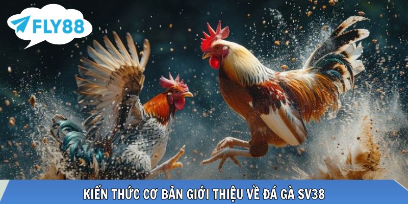 Kiến thức cơ bản giới thiệu về đá gà SV38