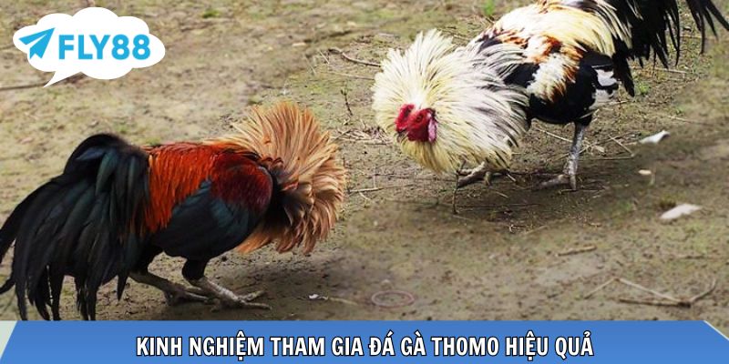 Bí quyết chơi đá gà Thomo hiệu quả từ cao thủ