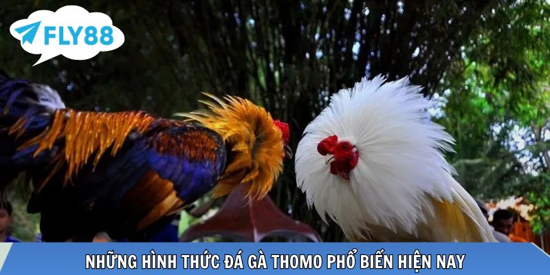 Hai hình thức đá gà Thomo cựa dao cựa tròn