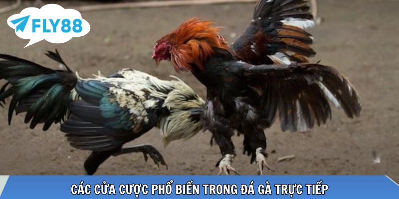 Ba cửa cược phổ biến Meron Wala BDD trong đá gà