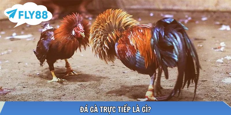 Toàn cảnh đá gà phát sóng từ trường gà lớn