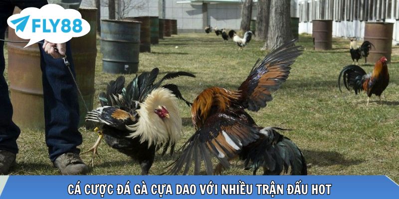 Cá cược đá gà cựa dao với nhiều trận đấu hot