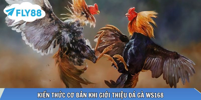 Kiến thức cơ bản khi giới thiệu đá gà WS168